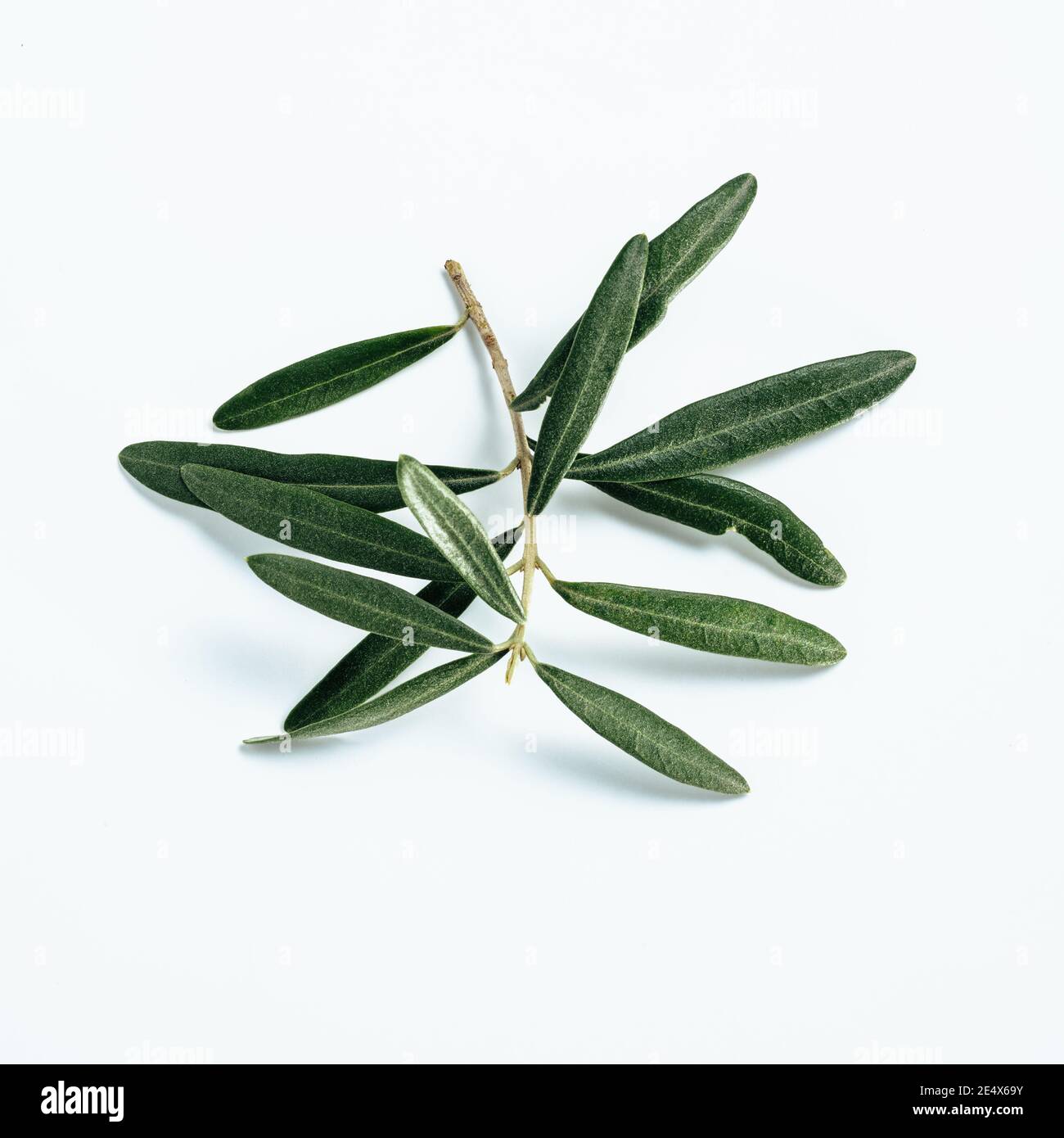 Ramo di uliveti su sfondo bianco. Foglie di olive verdi fresche su ramo isolato su bianco con percorso di ritaglio Foto Stock