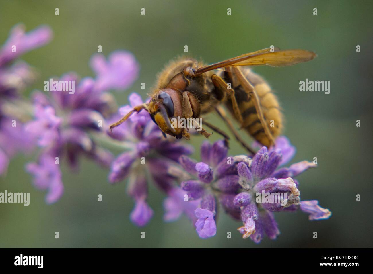Particolare di ape gialla che raccoglie Pollen sulla lavanda viola Sfondo verde Foto Stock