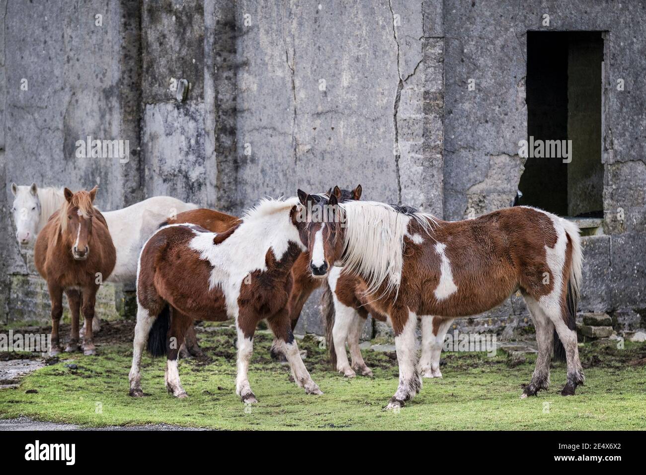 Iconici pony Bodmin al riparo dal vento dietro i resti Di un edificio in disuso sullo storico aeroporto RAF Davidstowe Su Bodmin Moor in Cornw Foto Stock