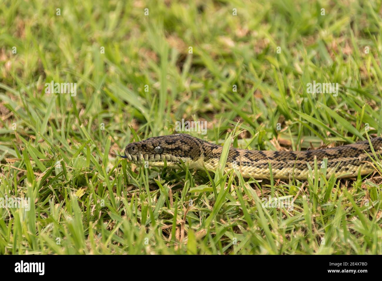 Serpente nell'erba. Testa di un python tappeto, Morelia spilota, scivolando su un prato giardino. Giardino privato, Queensland sud-est, Australia. Foto Stock