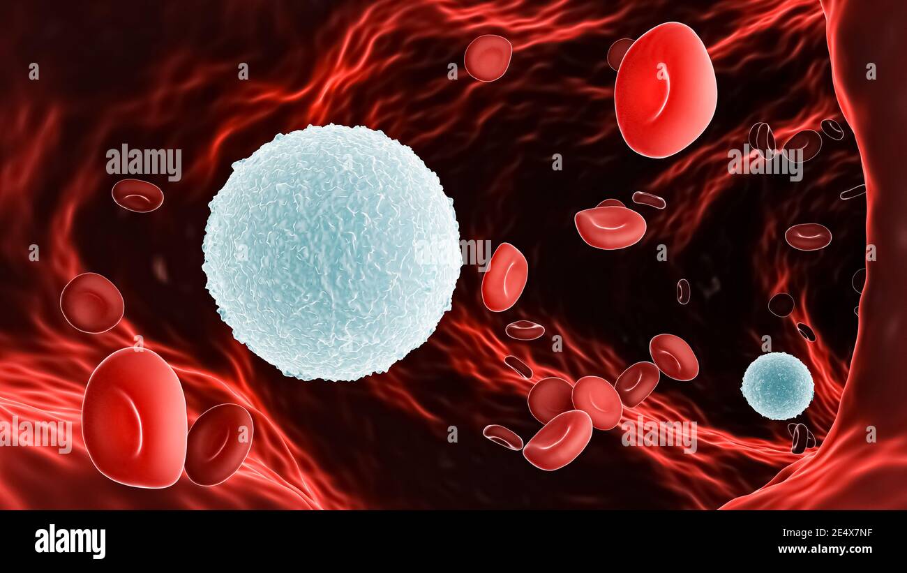 Leucociti o linfociti B tra globuli rossi o eritrociti all'interno di un vaso sanguigno illustrazione 3D. Sistema immunitario, anatomia, medico Foto Stock