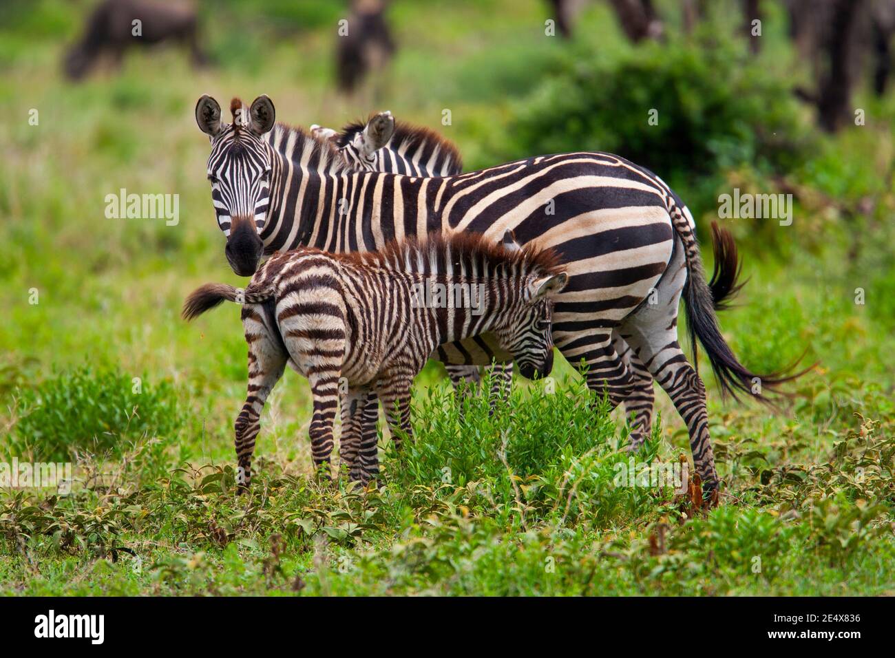 Pianure zebra (Equus) giovani infermieri femminili, Parco Nazionale Serengeti, Tanzania, Africa Foto Stock