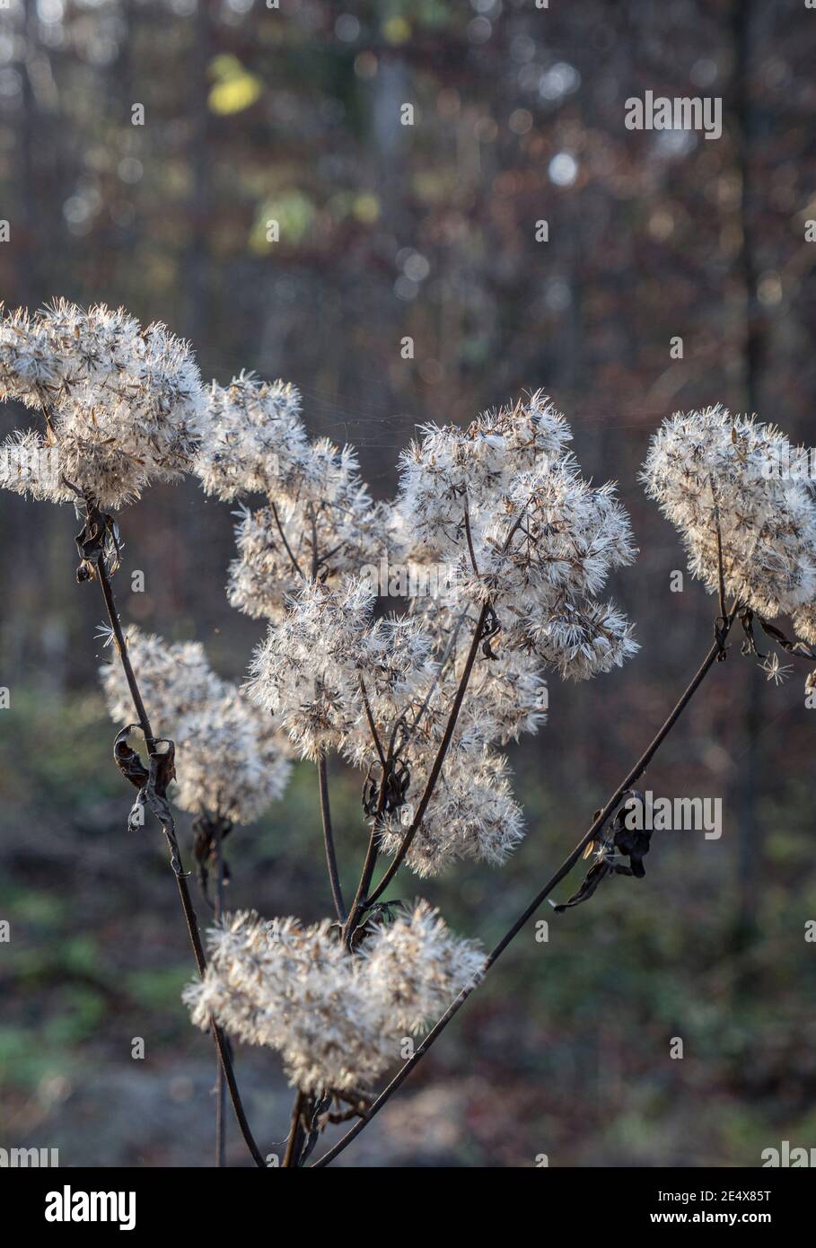 Erbe selvatiche in autunno dopo la stagione della fioritura, sbiadito Hemp-agrimony (Euphatorium cannabinum) in autunno, Baviera, Germania, Europa Foto Stock