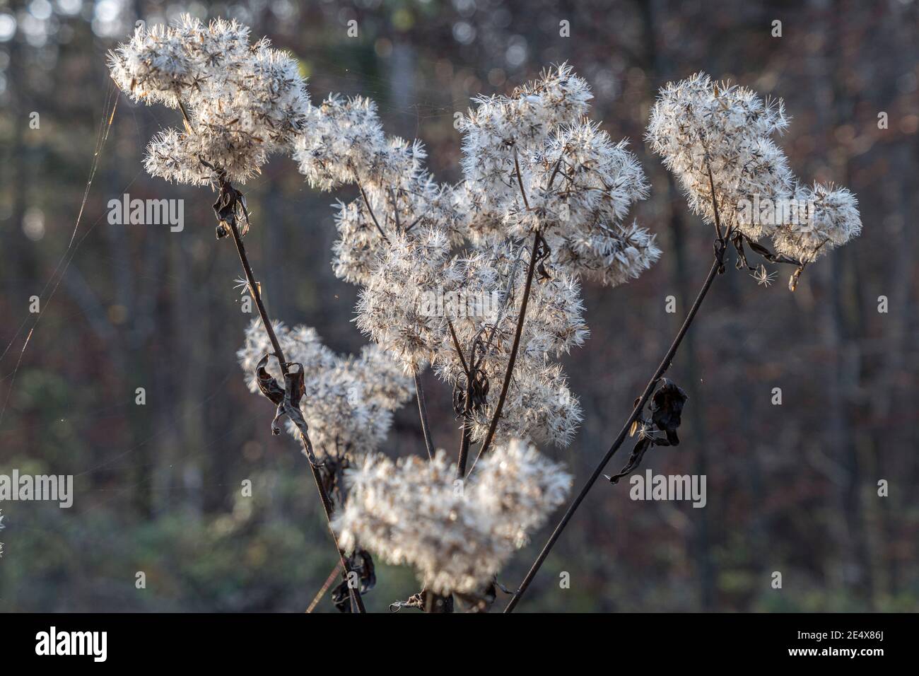 Erbe selvatiche in autunno dopo la stagione della fioritura, sbiadito Hemp-agrimony (Euphatorium cannabinum) in autunno, Baviera, Germania, Europa Foto Stock