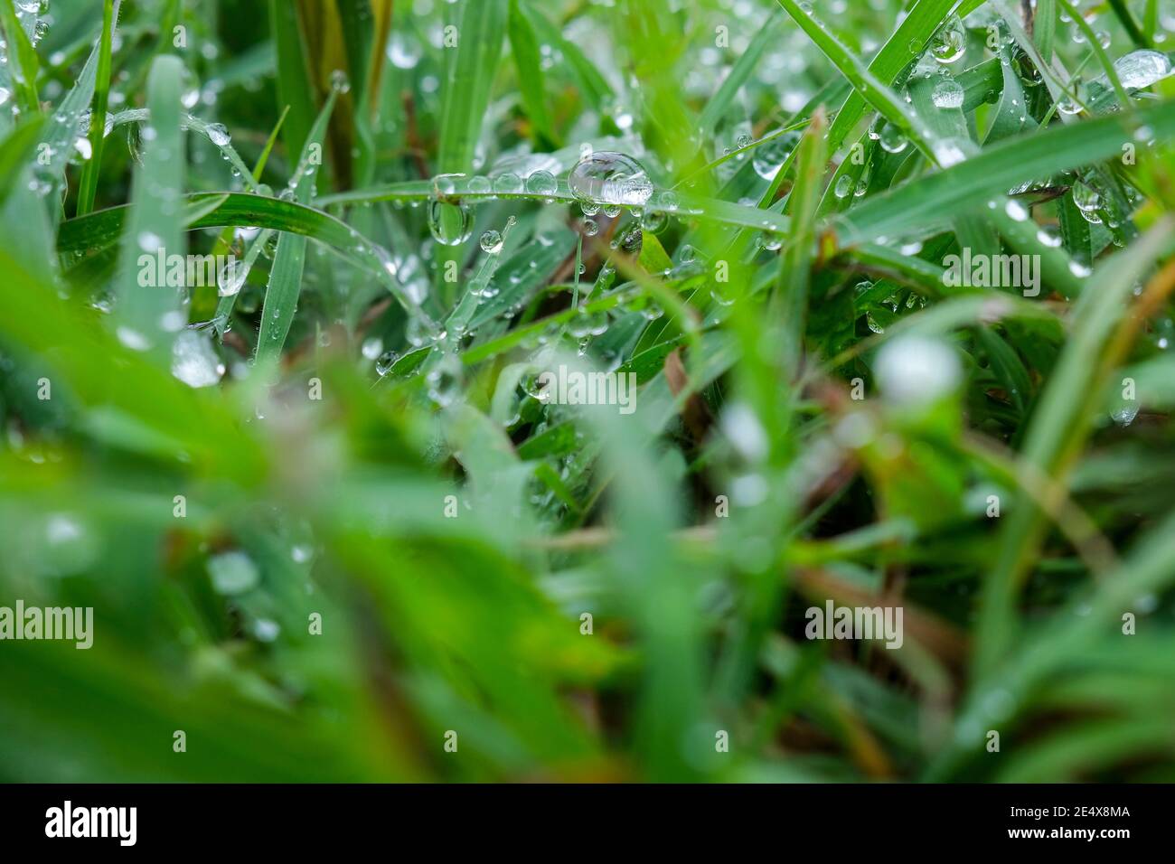 Gocce di rugiada in erba, acqua in natura Foto Stock
