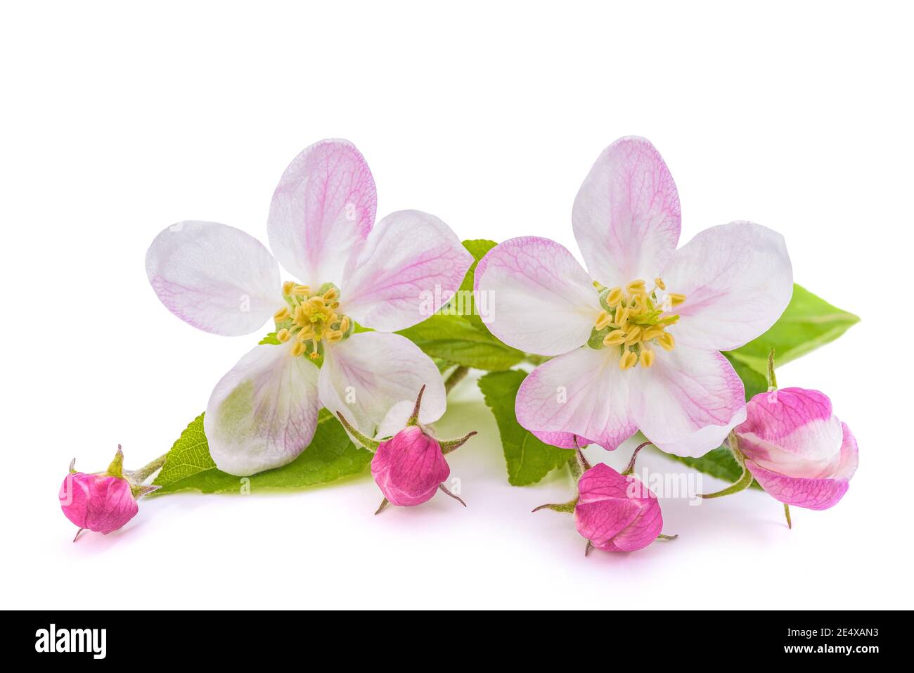 Apple fiori con boccioli isolati su sfondo bianco Foto Stock