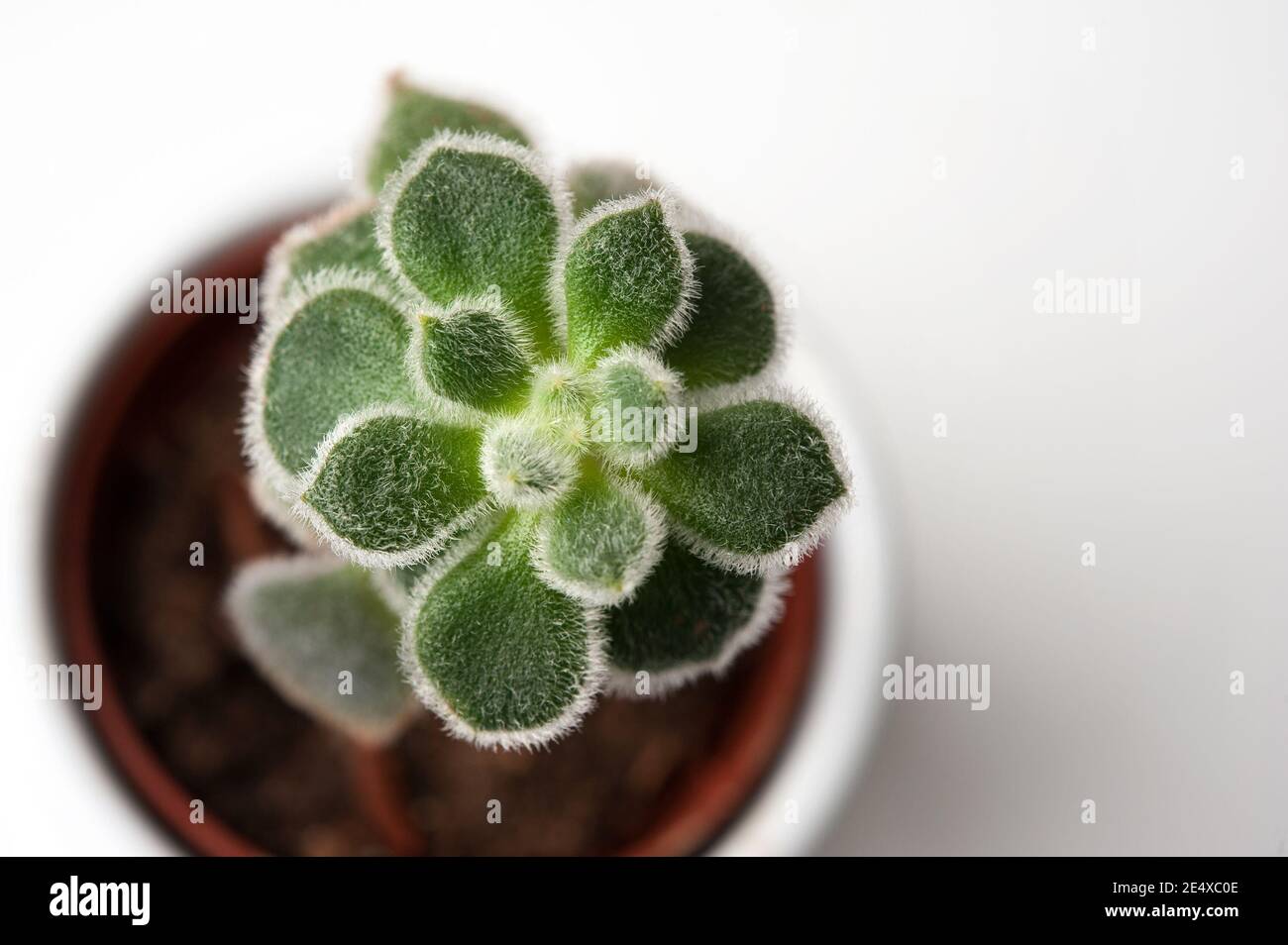 piccola pianta di casa succulenta in vaso bianco su superficie bianca Foto Stock