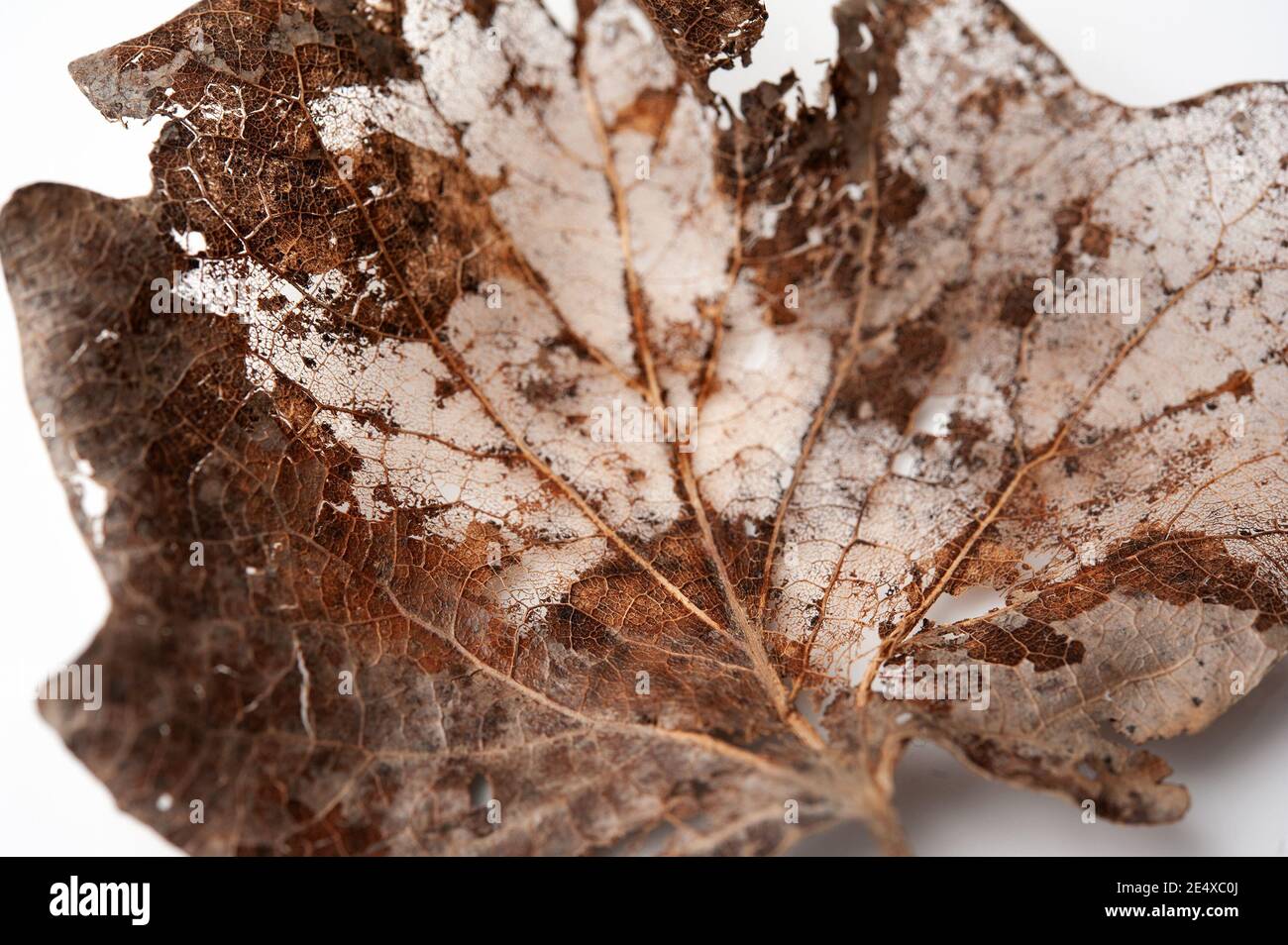 primo piano di uno scheletro a foglia parziale Foto Stock