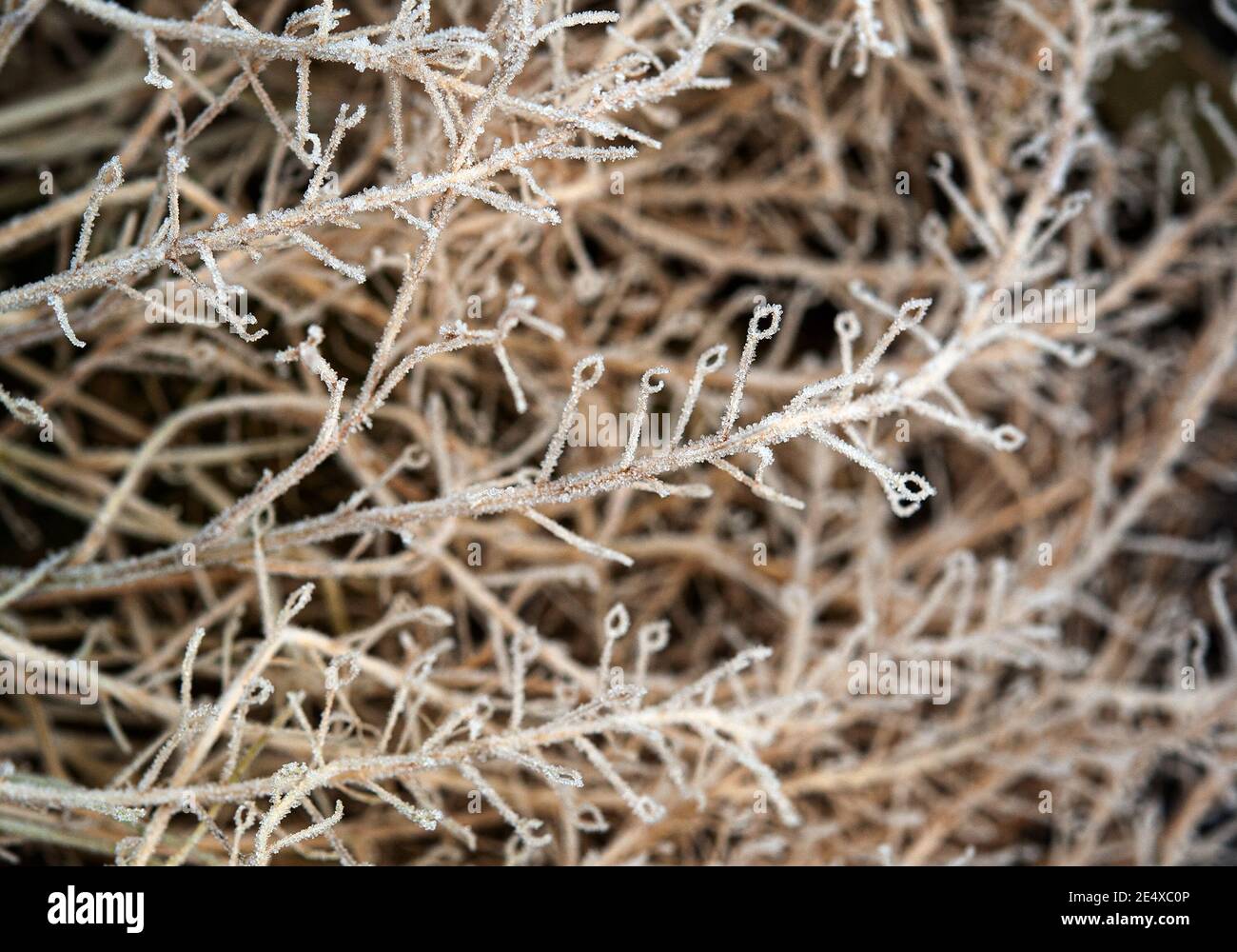 Primo piano di alyssum in inverno con gelo Foto Stock