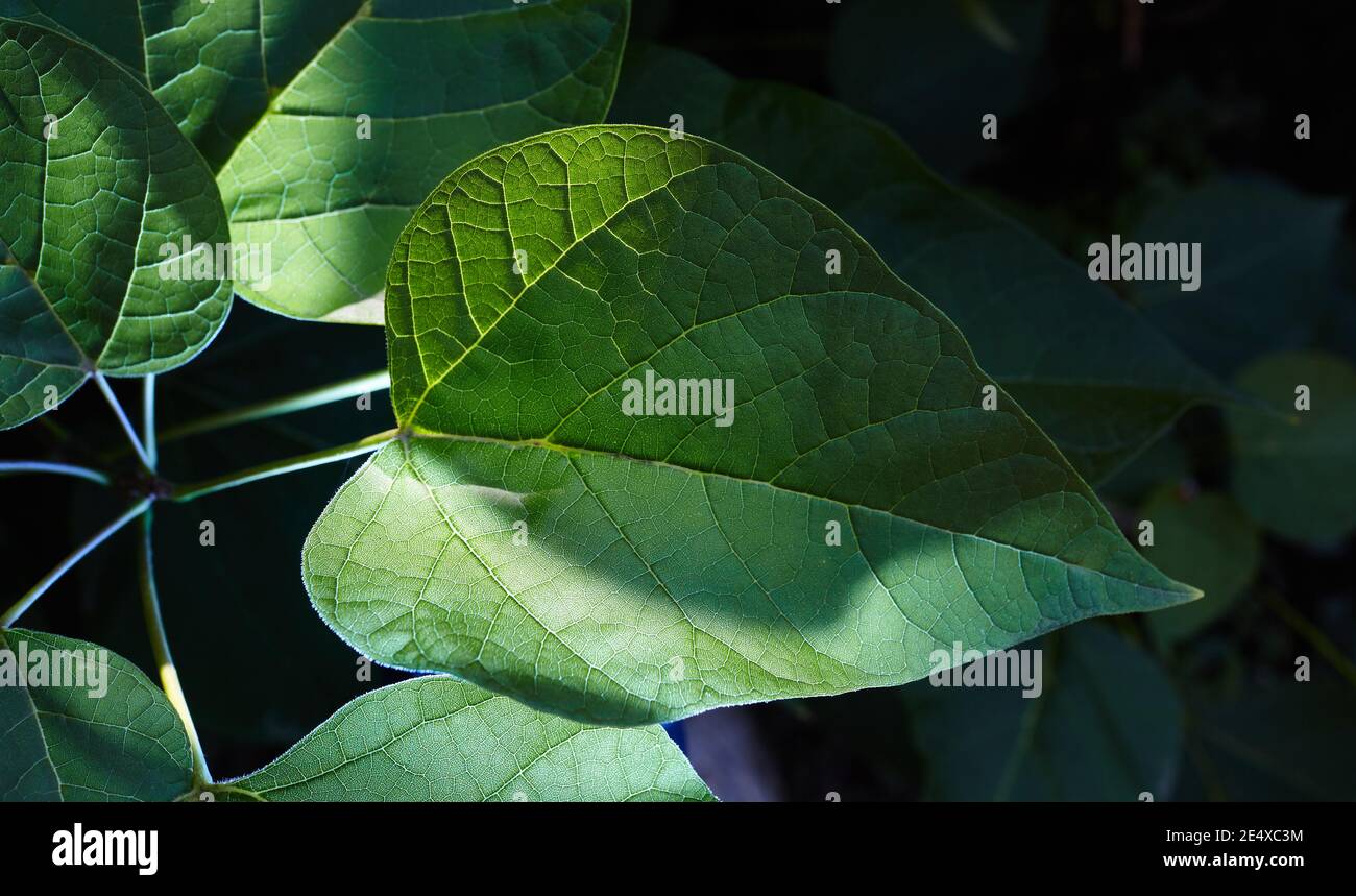 Immagine astratta delle foglie di Catalpa nel giardino. Messa a fuoco selettiva, sfondo sfocato. Nome di famiglia Bignoniaceae, nome scientifico Catalpa Foto Stock