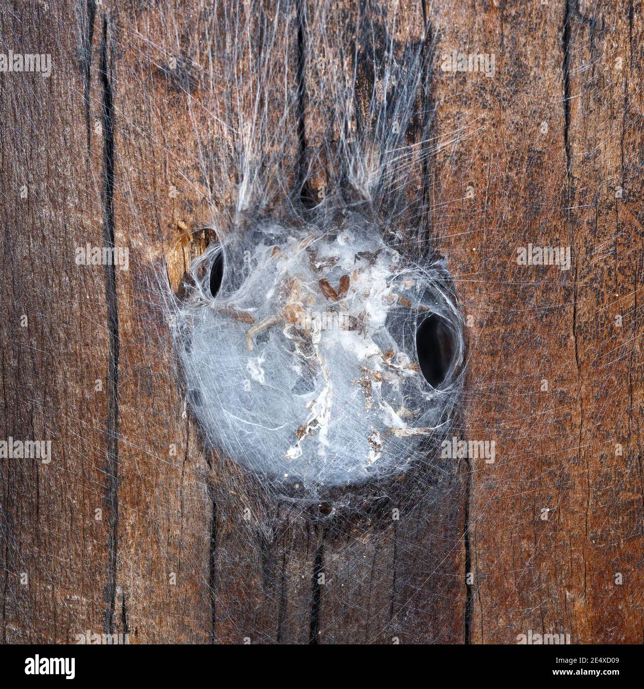 Nido di ragno con i resti delle vittime di ragno nel web, su una vecchia superficie di legno Foto Stock