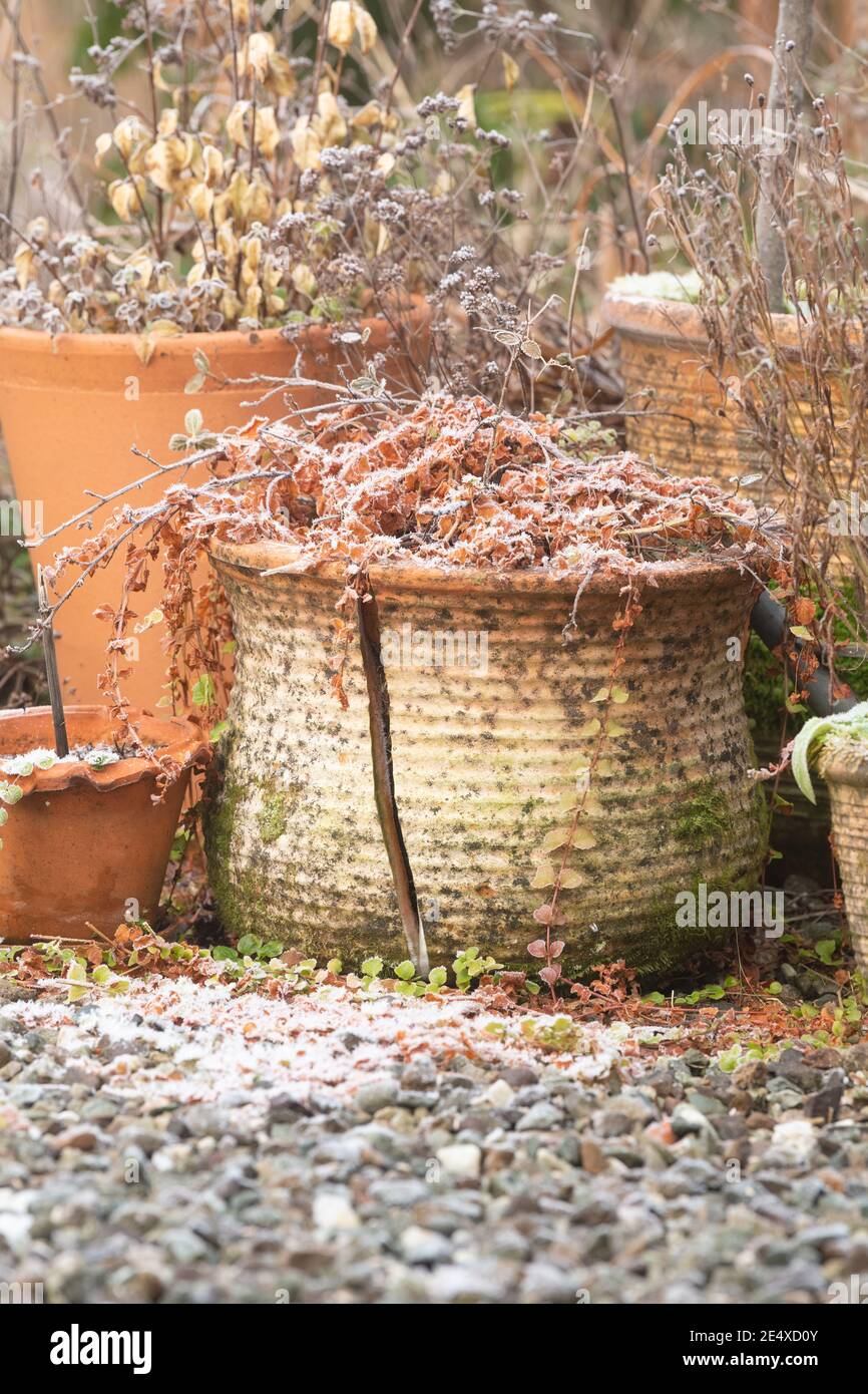 Danni da gelo a vasi di terracotta - Scozia, Regno Unito Foto Stock