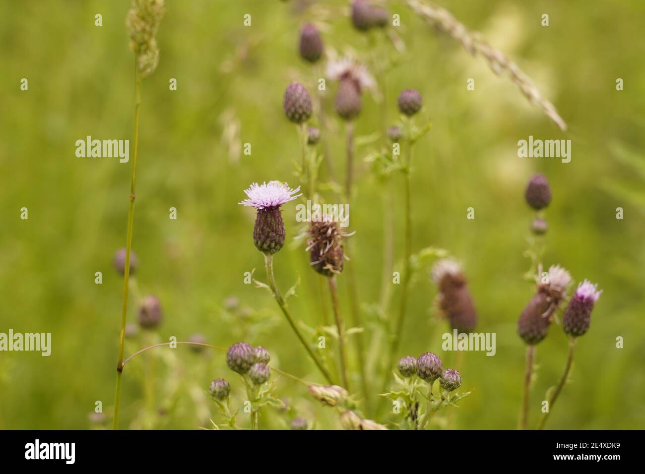 Biodiversità delle praterie selvatiche e dei prati dell'Inghilterra Foto Stock