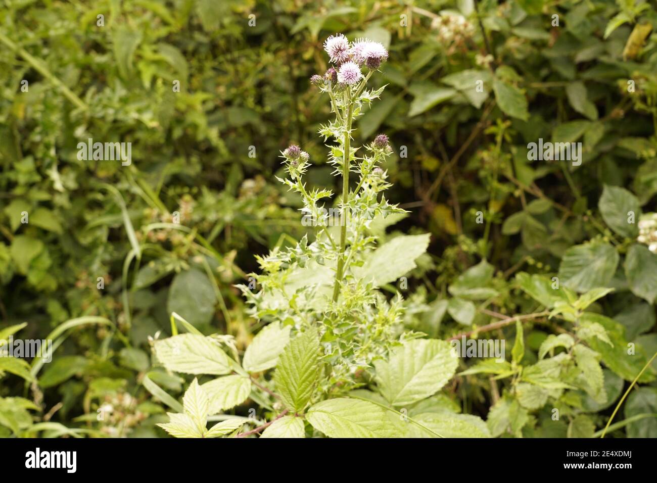 Biodiversità delle praterie selvatiche e dei prati dell'Inghilterra Foto Stock