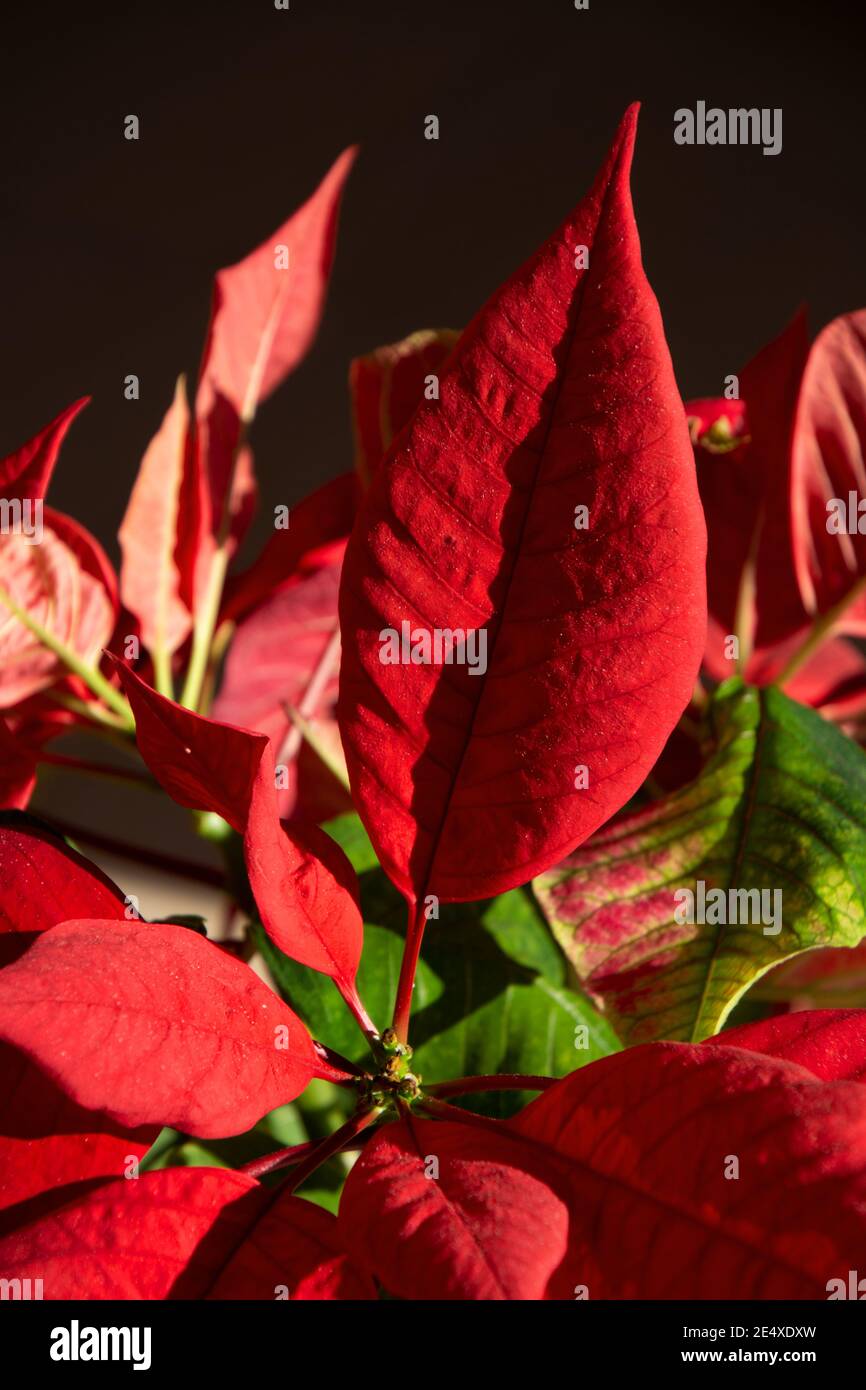 Fiore tema texture foto di rosso brillante Poinsettia fiori anche vista di dettaglio chiamata euforbia pulcherrima Foto Stock