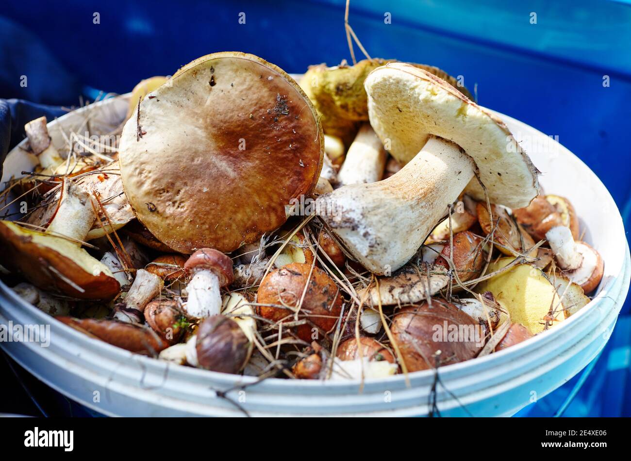 Funghi Boletus sporchi e non pelati in secchio di plastica. Raccolta di funghi selvatici nella foresta d'autunno. Nome di famiglia Boletaceae, nome scientifico Boletus edulis Foto Stock