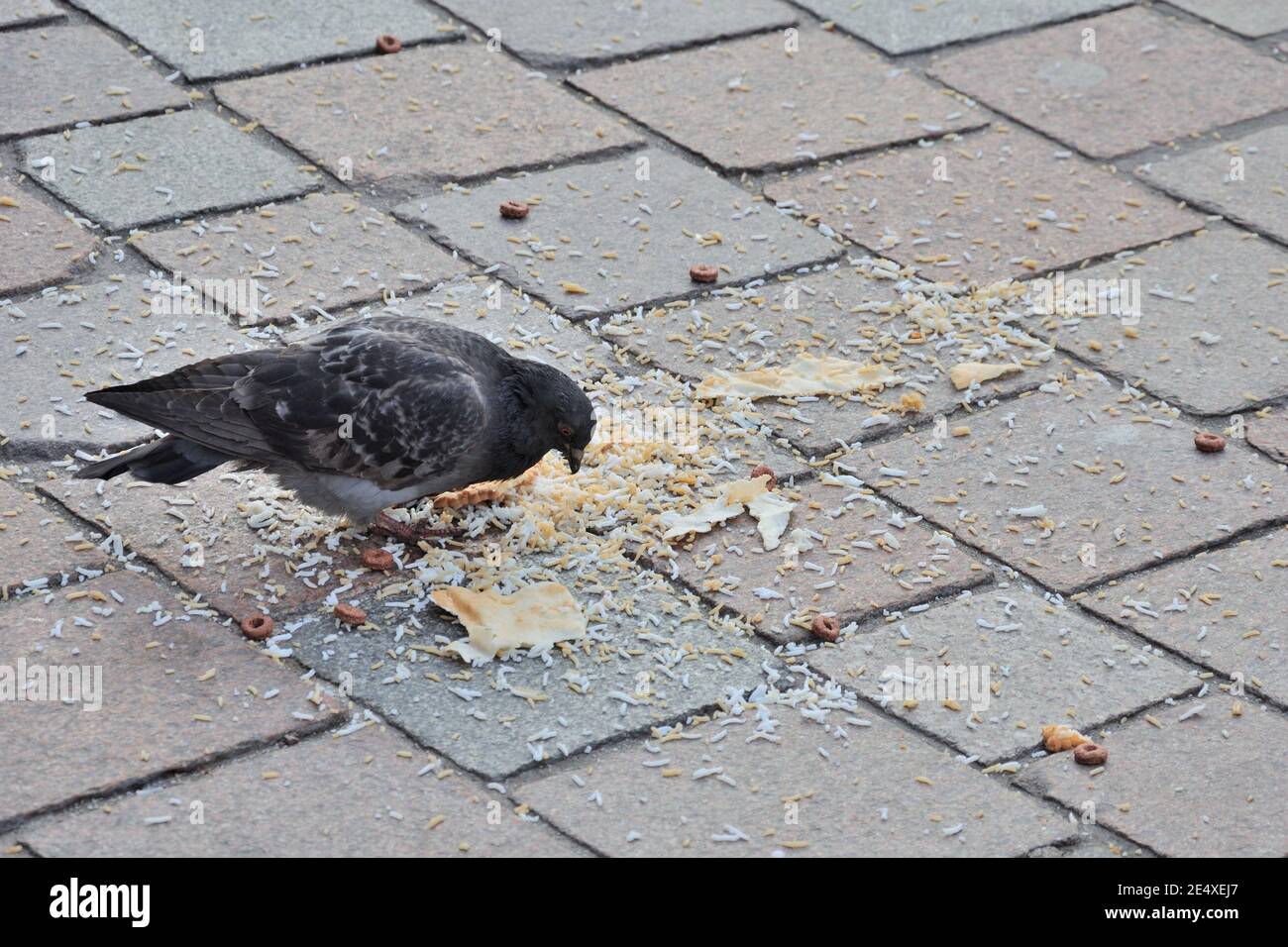 Un piccione feriale che pecking ad un pasto veloce scartato in una strada del centro della città, Glasgow, Scozia, Regno Unito Foto Stock