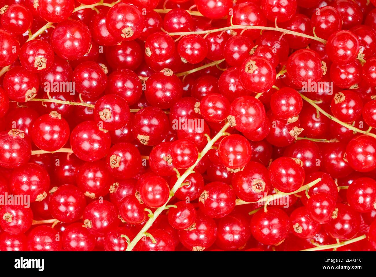 Ribes rosso frutti di bosco raccolta cibo sfondo frutti di bosco frutta fresca sfondi Foto Stock