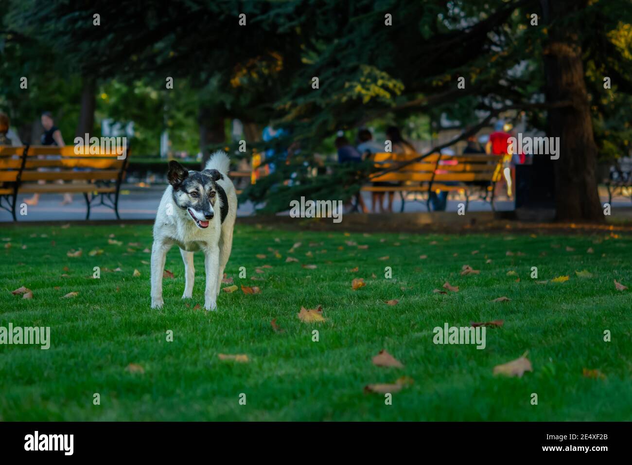 Cane bianco e nero sullo sfondo della natura. Divertente cute guardando direttamente la fotocamera. Ritratto su uno sfondo sfocato del Parco. Un cane di strada Foto Stock