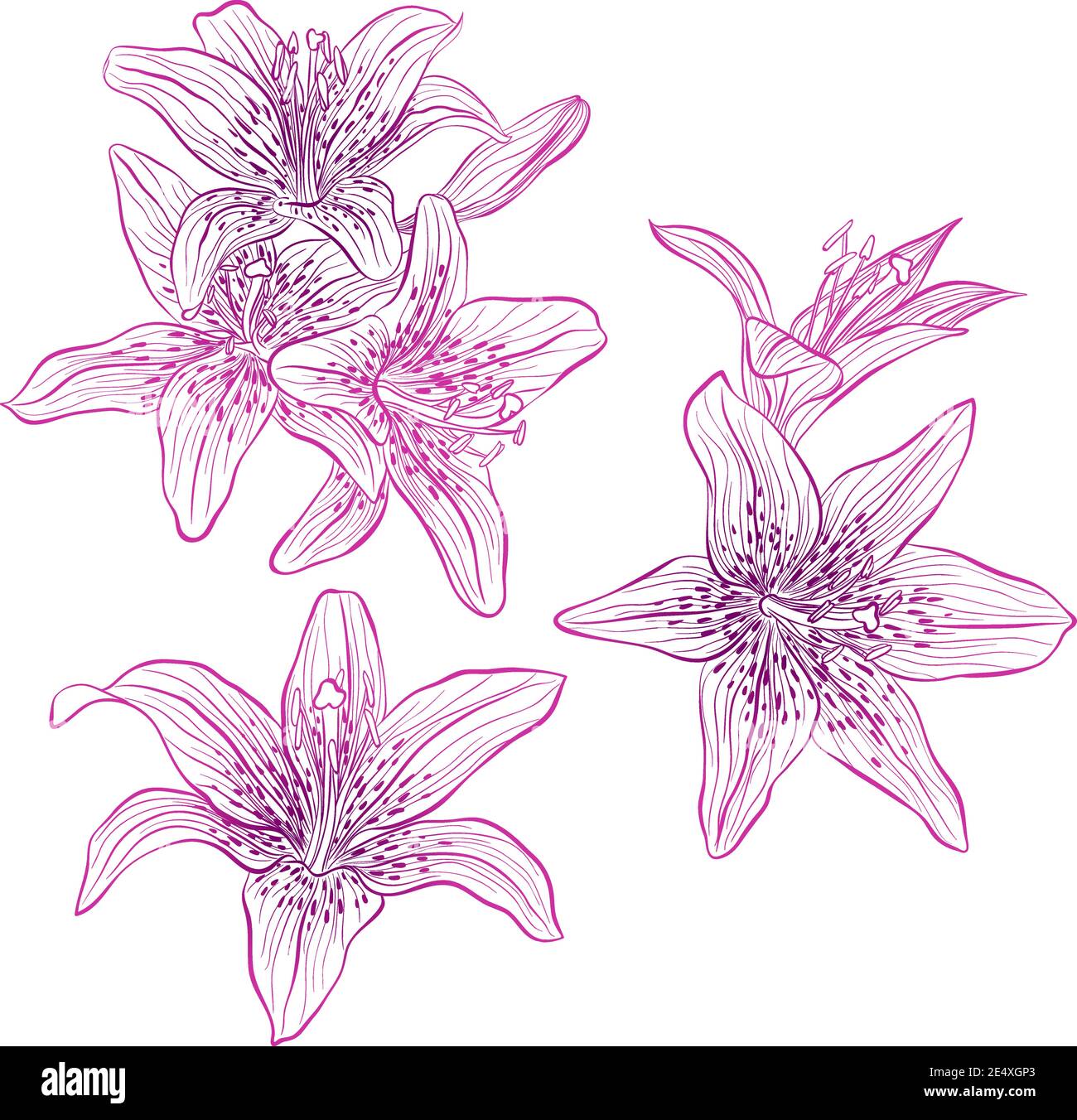 Illustrazione vettoriale in stile line art. Set di fiori di Lilies isolati su sfondo bianco. Immagine botanica disegnata a mano Illustrazione Vettoriale
