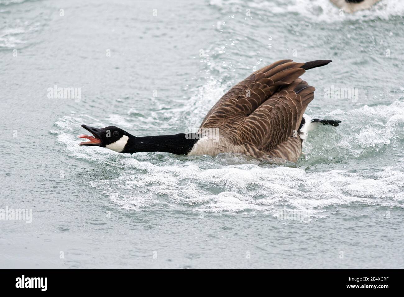 un'oca fa un atterraggio di schianto in un lago Foto Stock