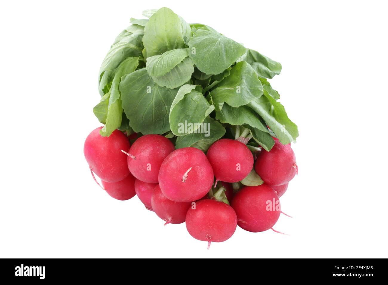 Ravanello rosso sano mangiare vegetale isolato su uno sfondo bianco Foto Stock