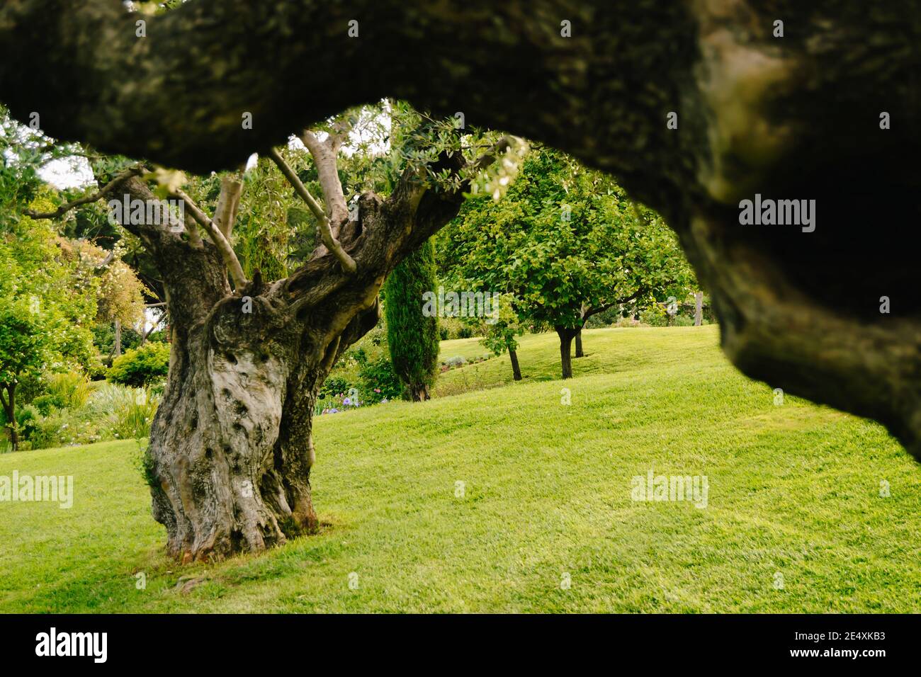 Fuoco selettivo - Olive tree che incornicia un altro olivo con il bellissimo giardino sullo sfondo Foto Stock