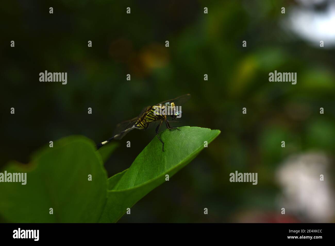 Una libellula magra che mangia una mosca come preda Foto Stock