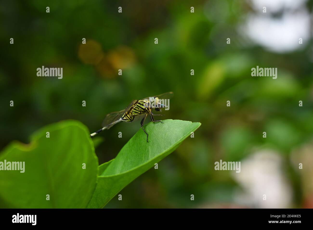 Una libellula magra che mangia una mosca come preda Foto Stock