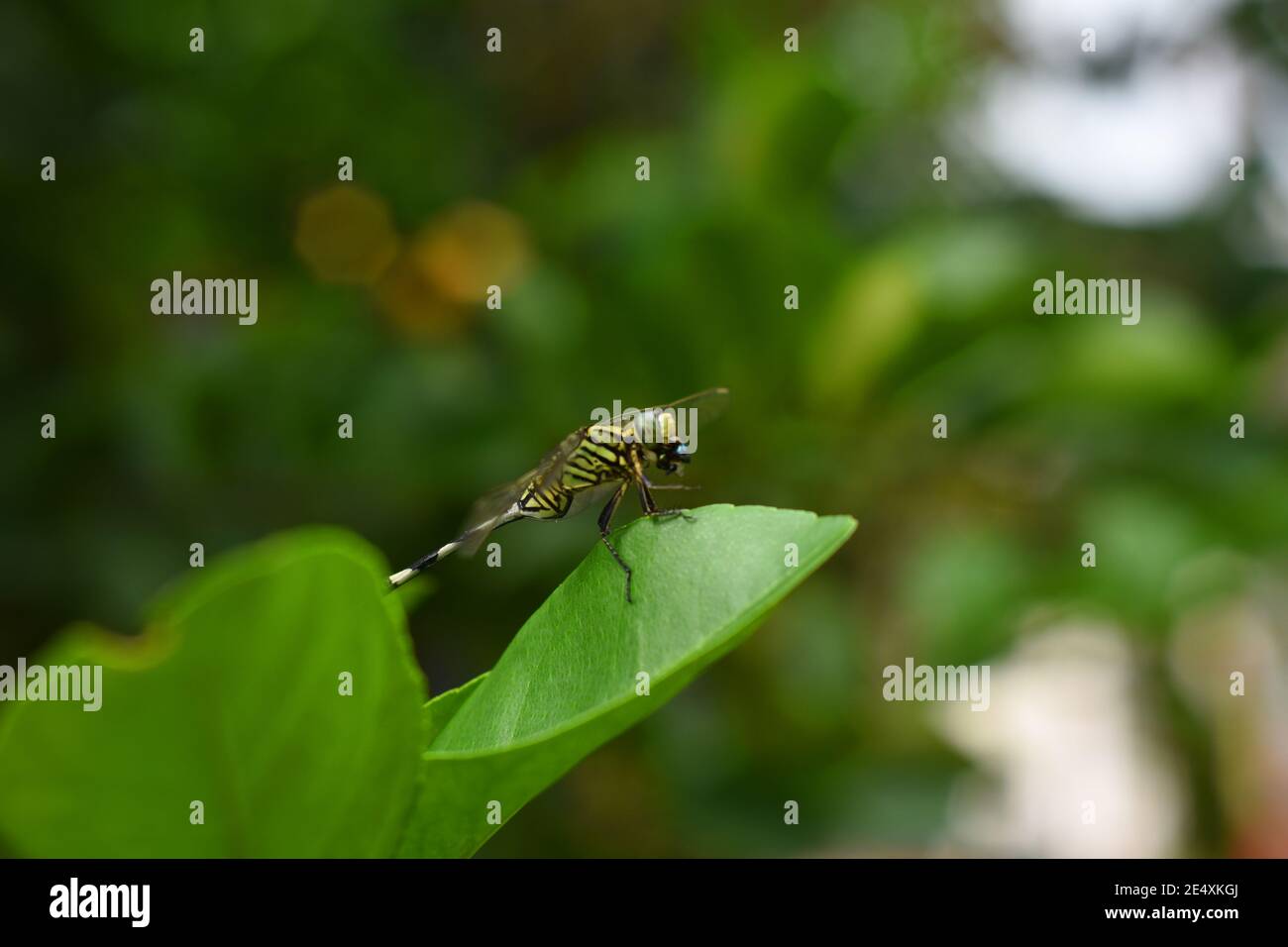 Una libellula magra che mangia una mosca come preda Foto Stock