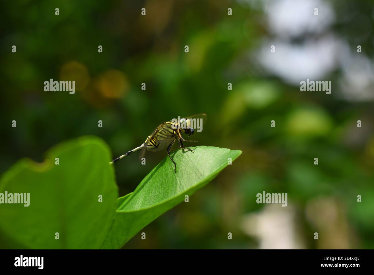 Una libellula magra che mangia una mosca come preda Foto Stock