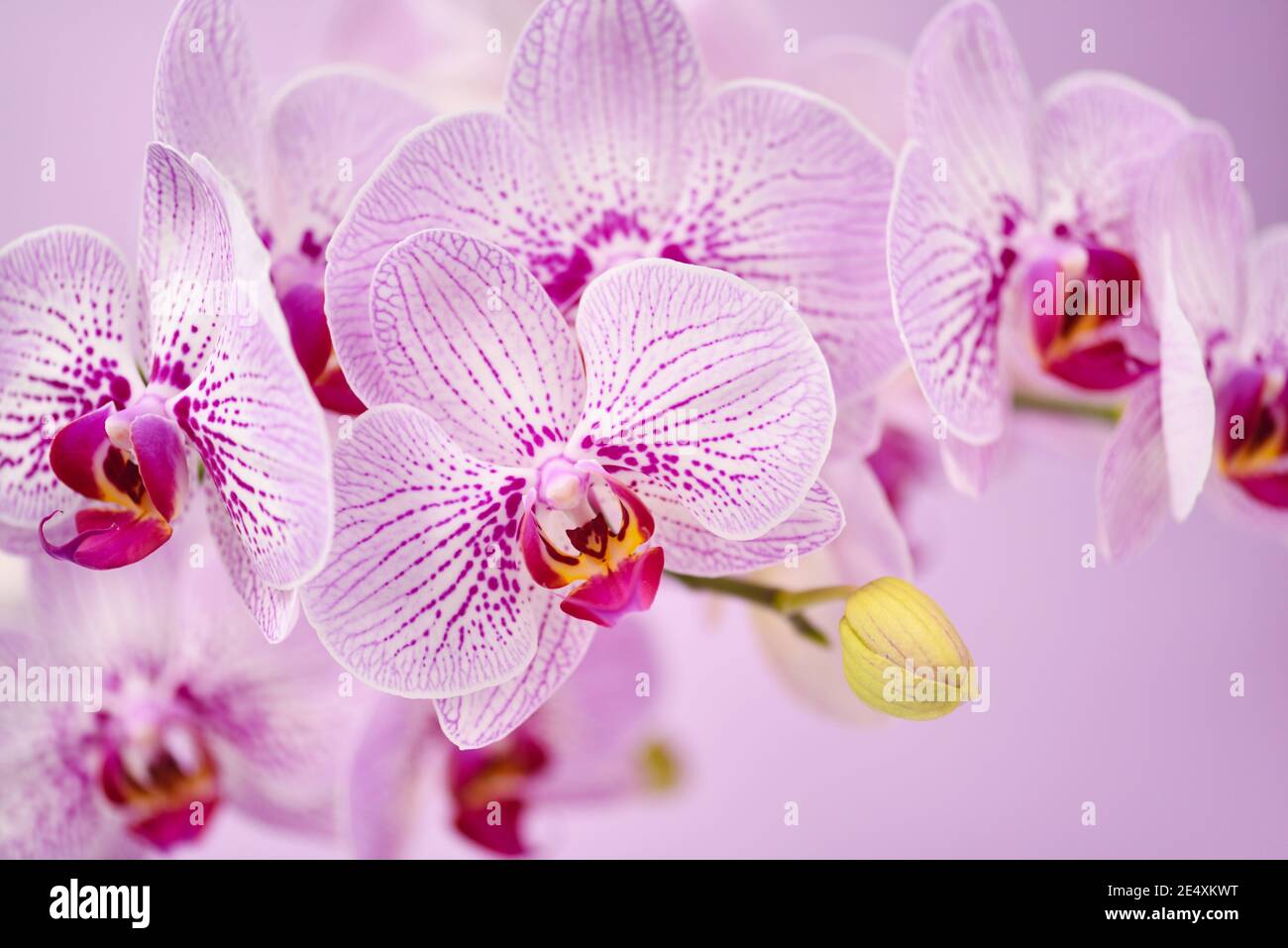 Bellissimi fiori di orchidee su sfondo rosa. Sfondo floreale Foto Stock
