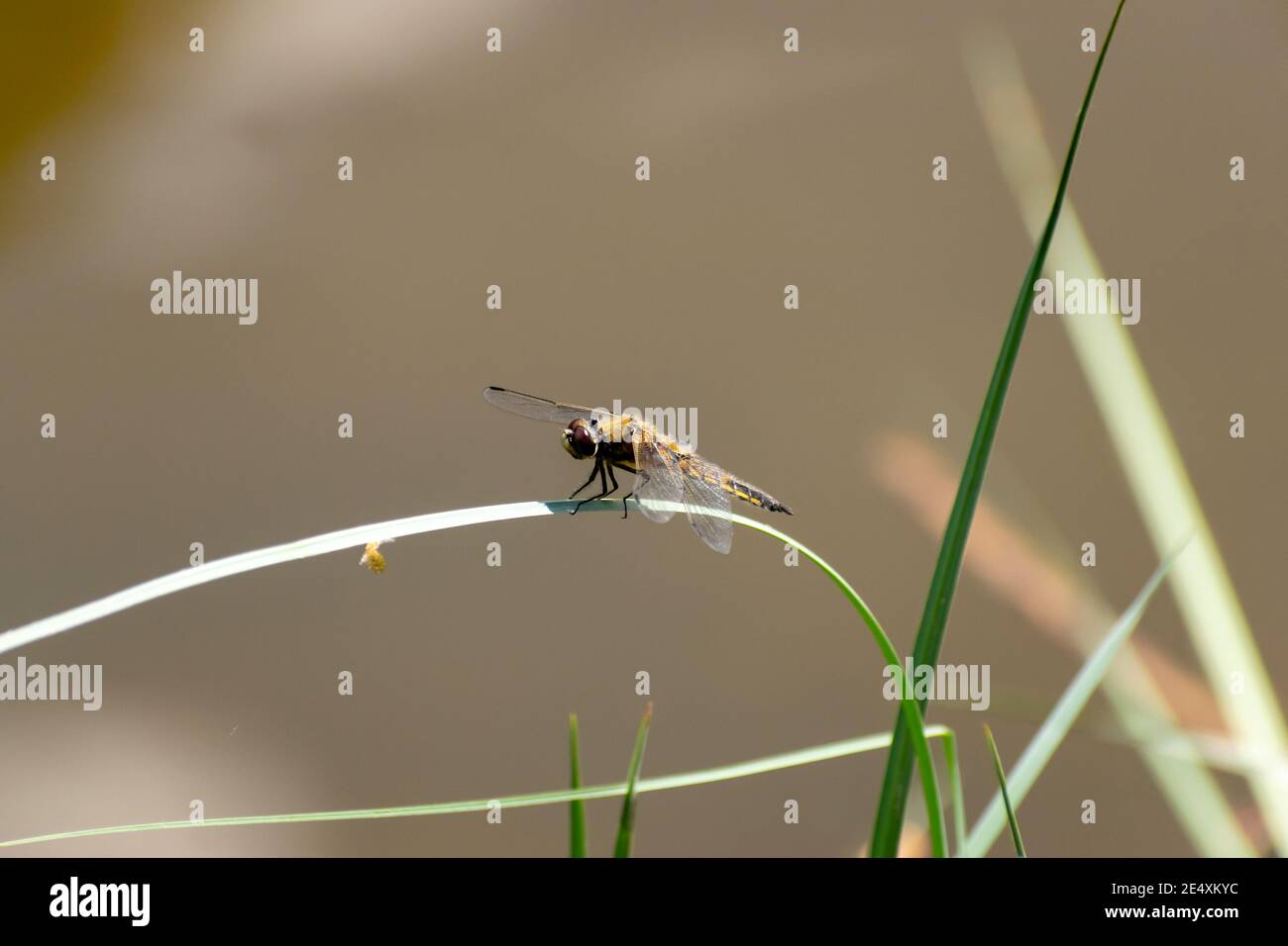 Dragonfly seduto sulla foglia d'erba Foto Stock