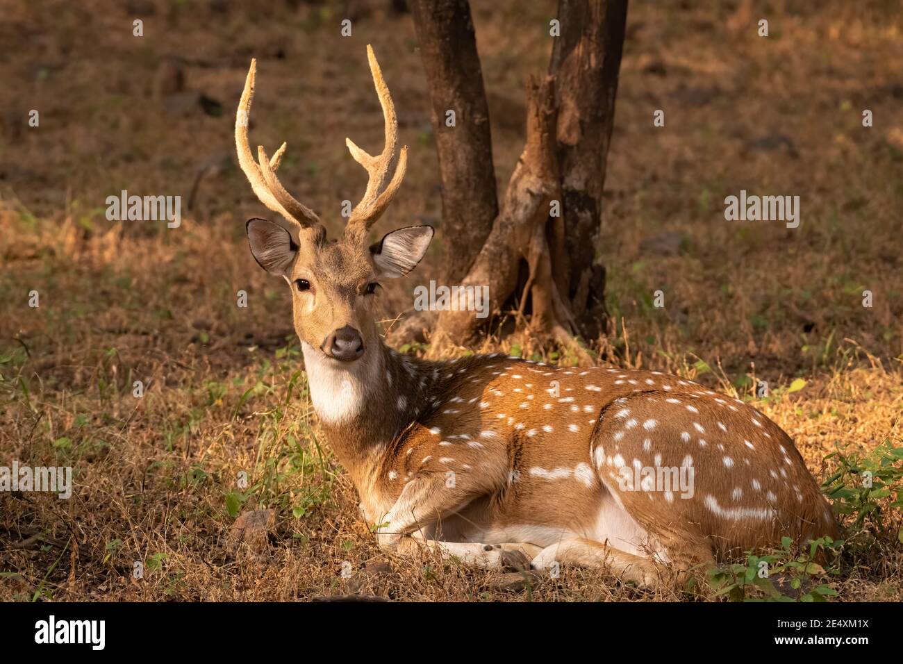 Un maschio puntato cervo (asse asse), anche chiamato il Chital e nativo del subcontinente indiano visto qui che riposa sotto un albero alla tigre di Ranthambore Foto Stock