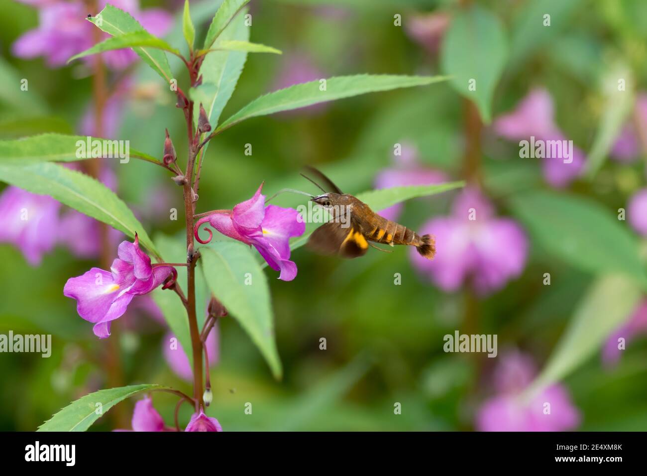 Un falco-falco di colibrì (Macroglossum stellatarum), sorseggiando nettare dai fiori mentre ancora in volo. Foto Stock