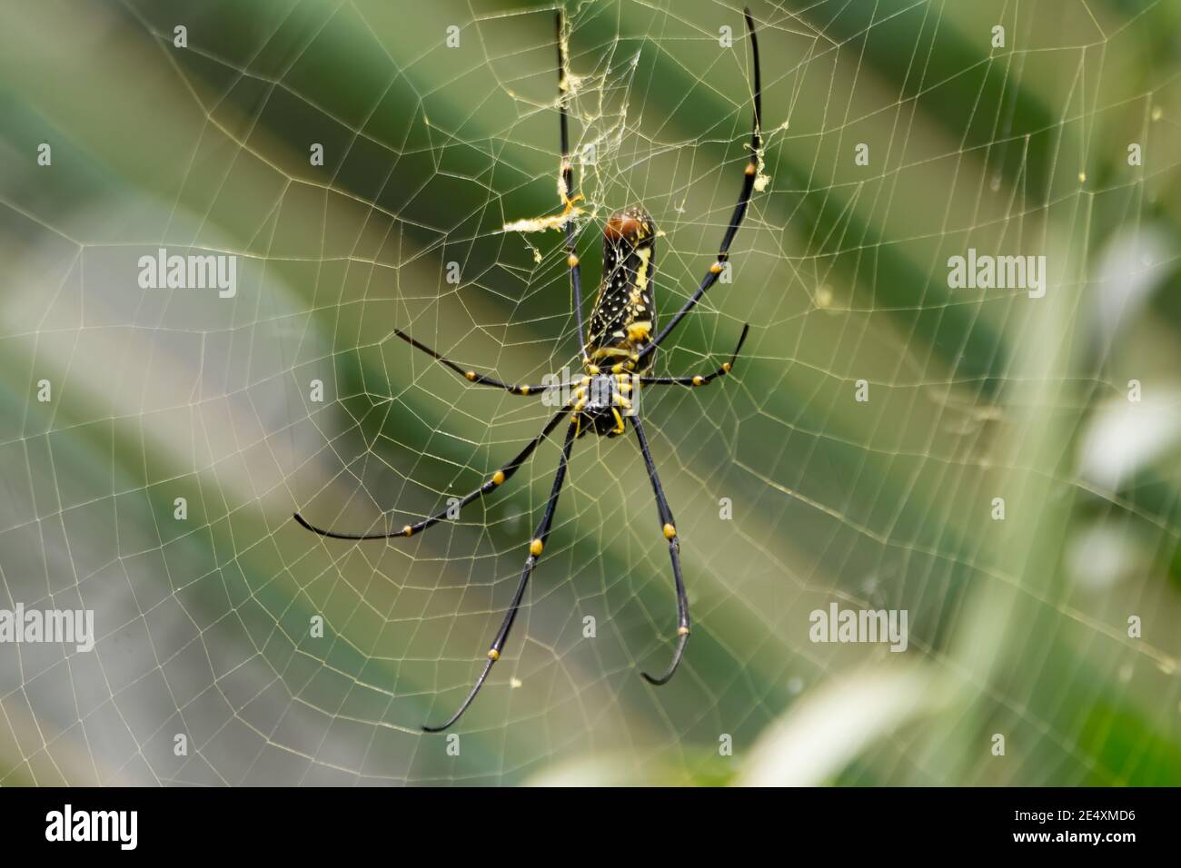 Una grande femmina Gigante Wood Spider (Nephila pilipes), che riposa sul suo web. Foto Stock