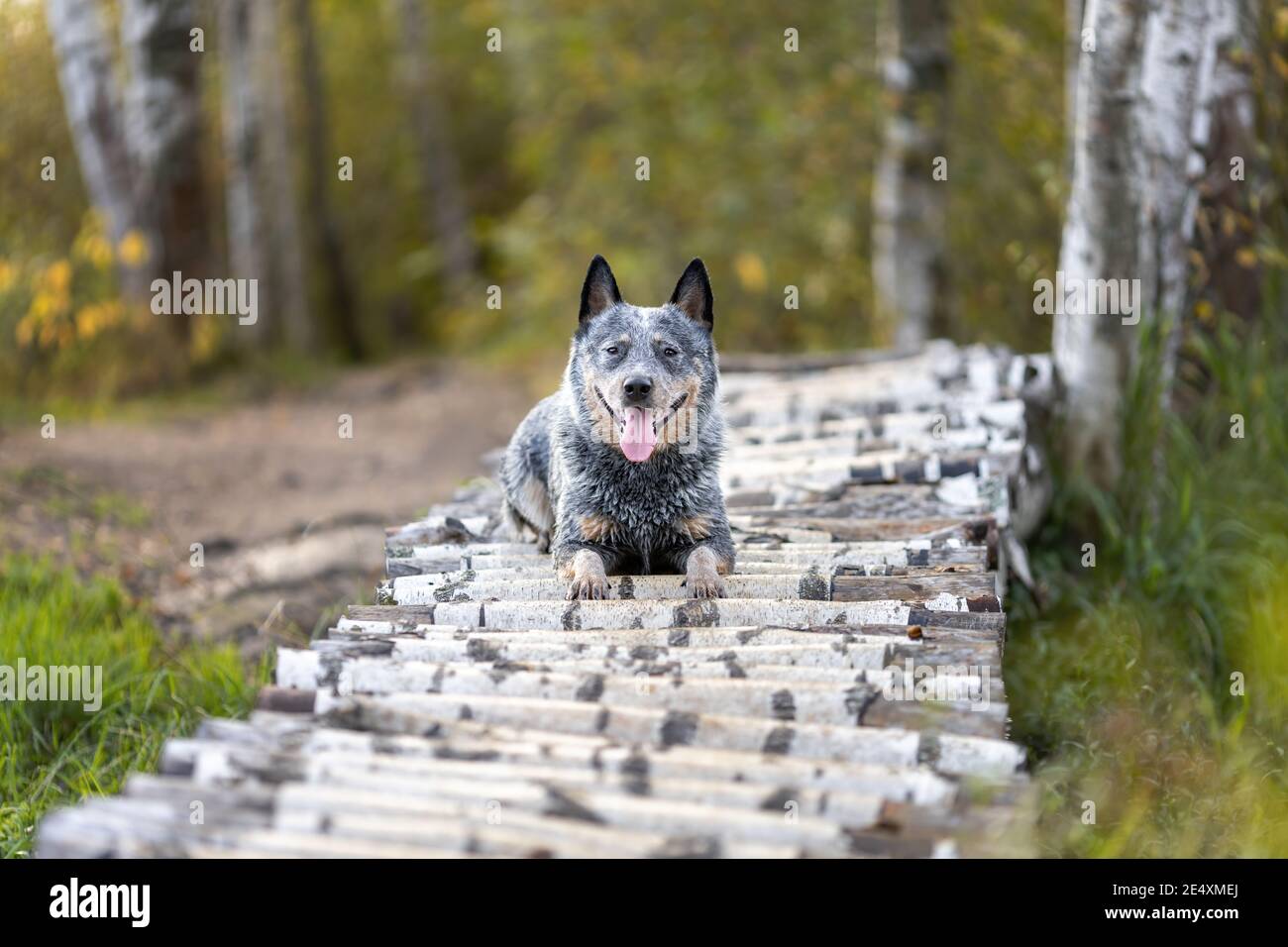 Il cane heeler blu è sdraiato su un ponte di legno nella foresta. Ritratto del cane australiano di bestiame grigio purebred in natura in estate Foto Stock