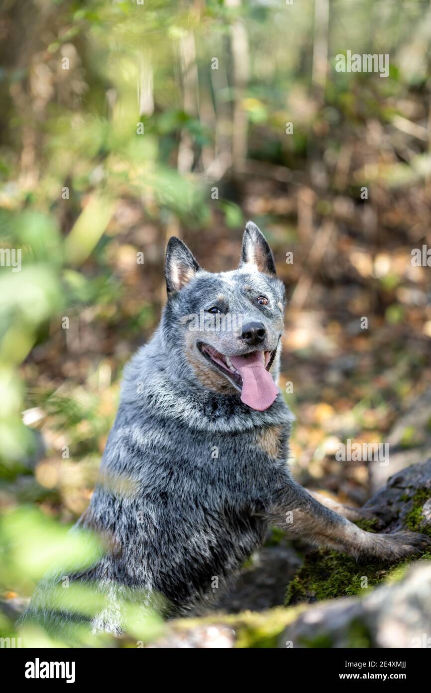 Cane bovino australiano nella foresta con lingua fuori mentre l'addestramento tocca il comando. Ritratto divertente del heeler blu Foto Stock