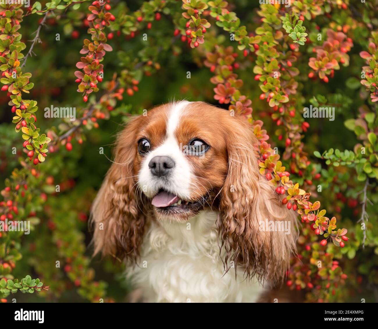 Carino cavalier re charles cane con lingua fuori tra foglie di barberry e bacche. Primo piano ritratto animale domestico Foto Stock