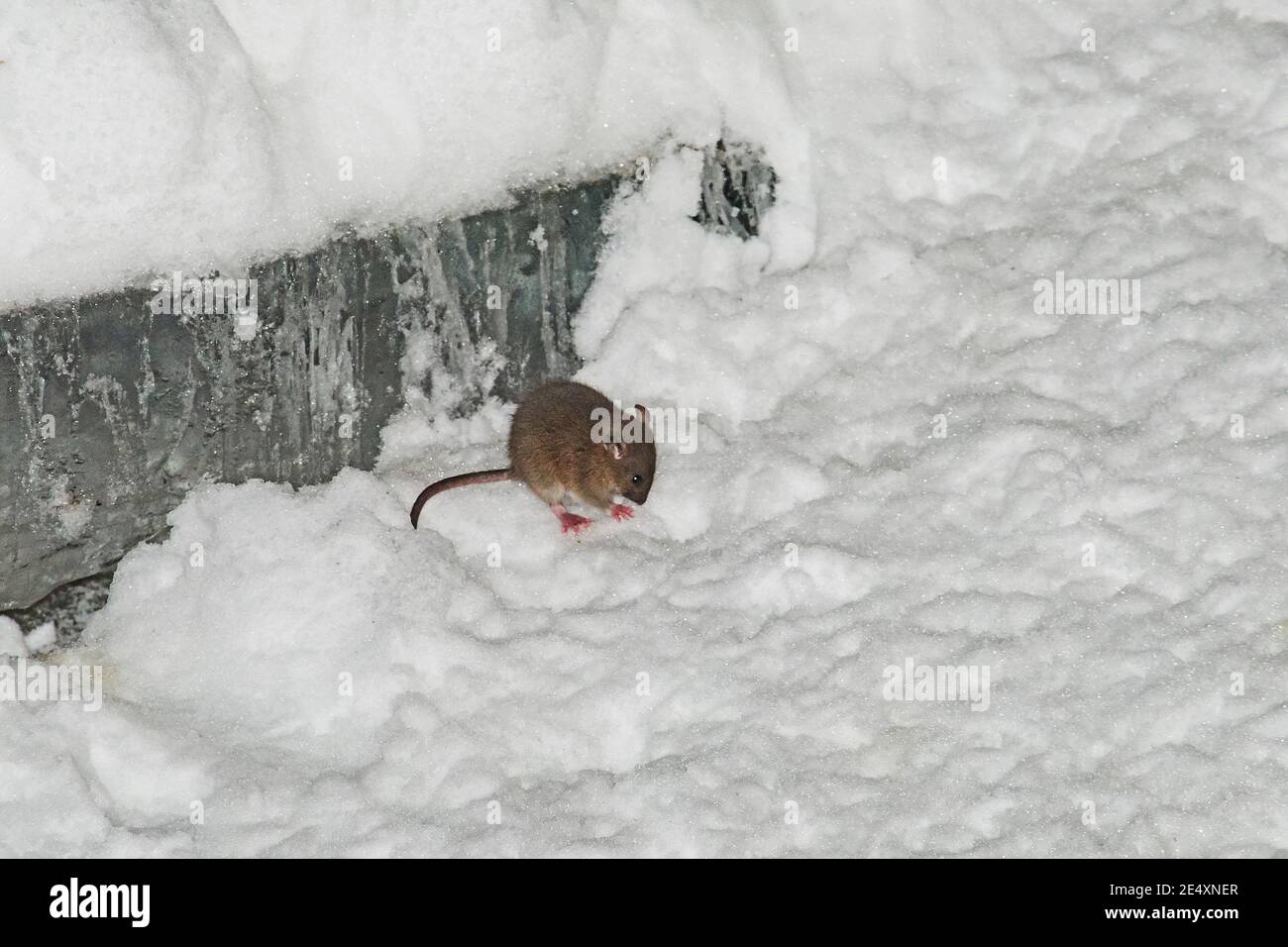 cucciolo di ratto - 1 Cucciolo di ratto immagini e fotografie stock ad alta risoluzione - Alamy