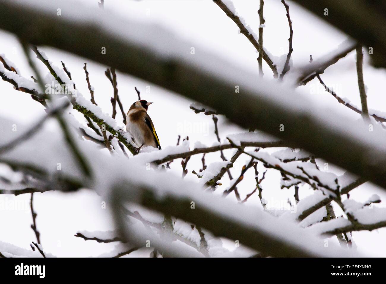 Un briciolo (Carduelis carduelis) arroccato su un albero innevato Foto Stock