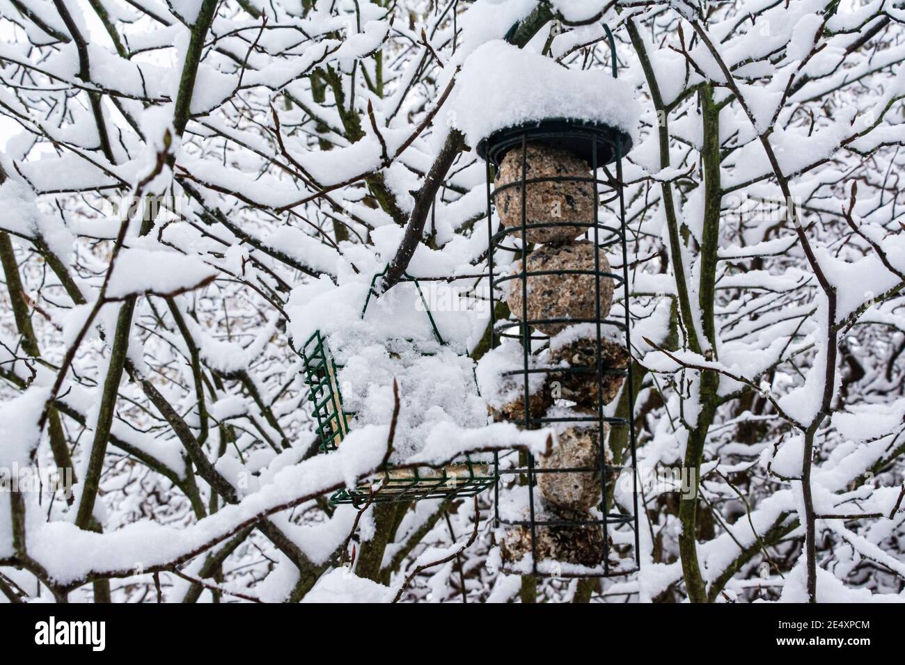 Gli alimentatori di uccelli nella neve Foto Stock