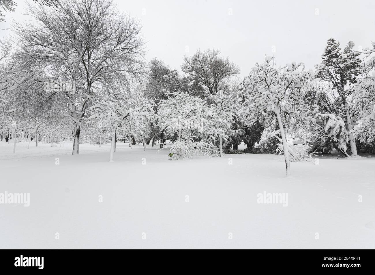 bel paesaggio di un parco con alberi coperti da un nevicata che è caduta in inverno Foto Stock