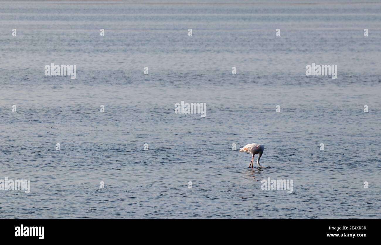 flamingo in acqua in spagna Foto Stock