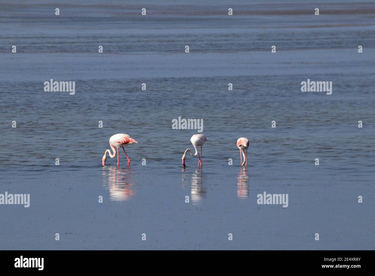 flamingo in acqua in spagna Foto Stock