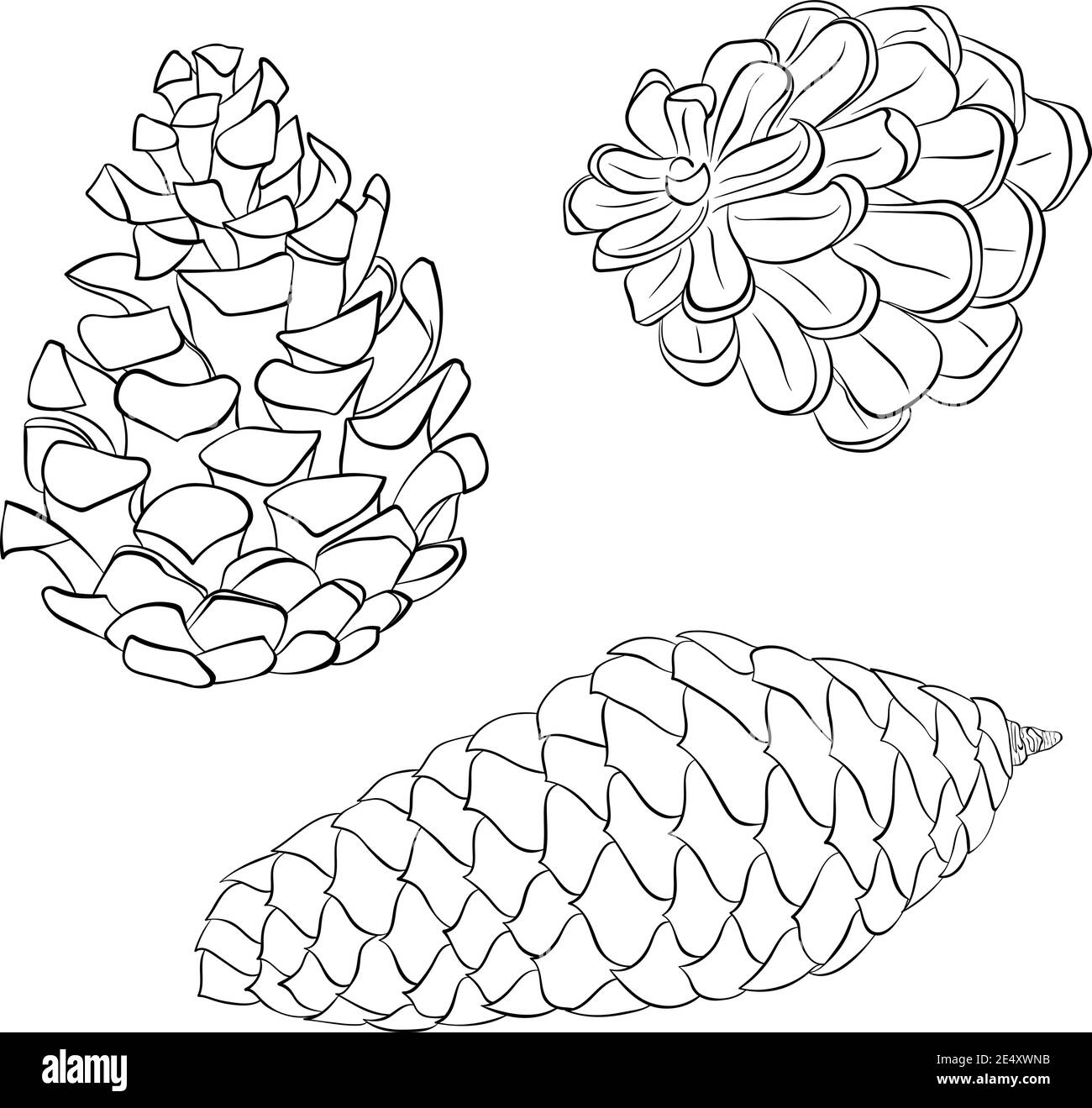 Vettoriale disegno a mano del contorno del set di coni di pino o abete isolati su sfondo bianco. Capodanno e decorazione di Natale in linea stile d'arte. Elemento di disegno del libro da colorare. Foresta oggetto botanico Illustrazione Vettoriale