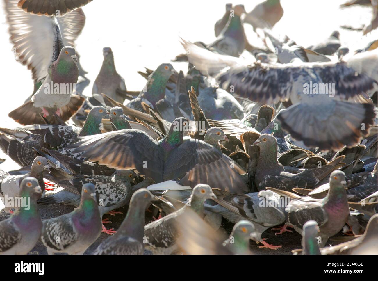 gregge di piccioni in un concetto di strada più comuni uccelli in una città e uccelli selvatici Foto Stock