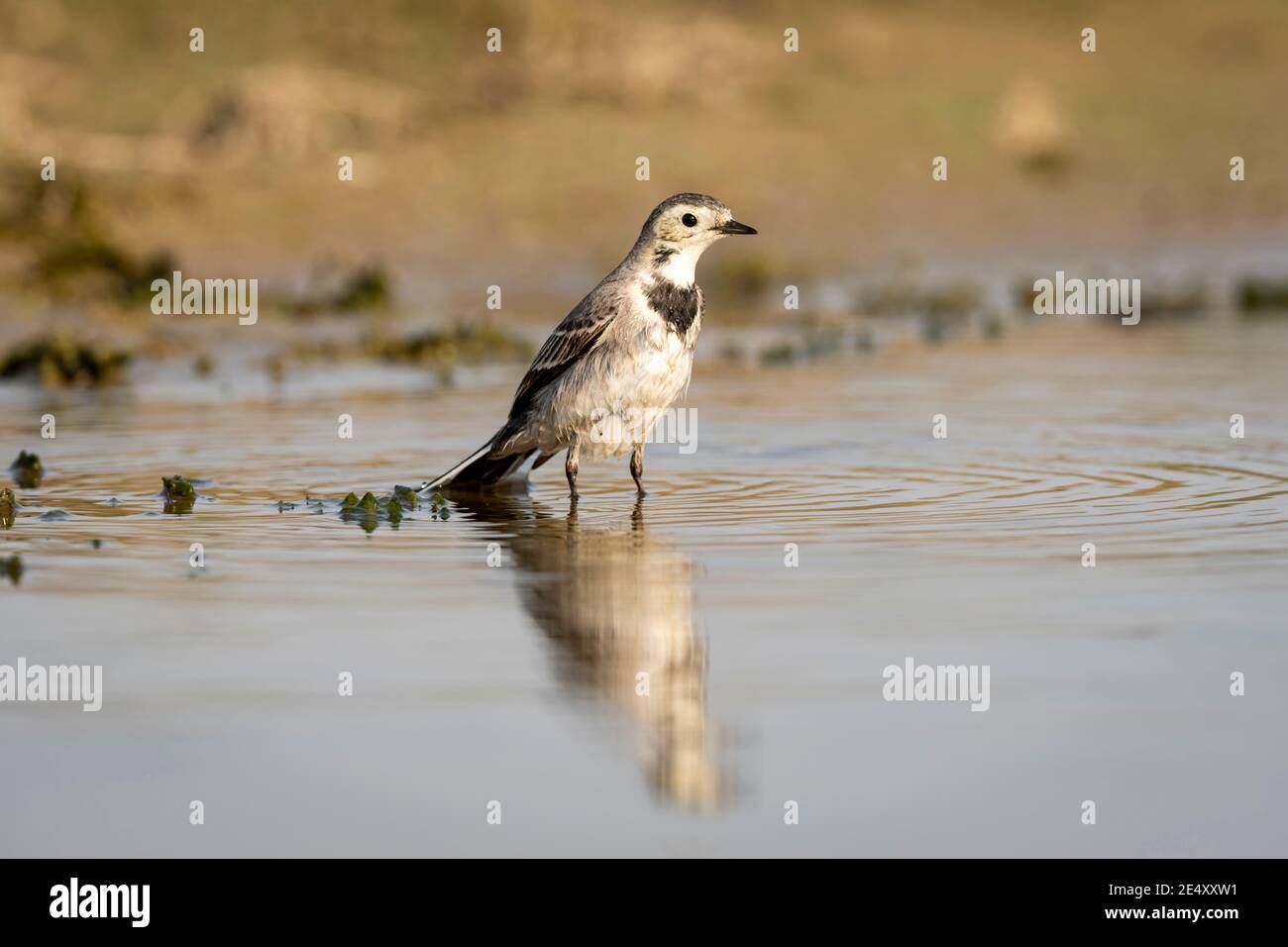 Ritratto di uccelli bianchi o di Motacilla alba con riflesso acqua durante il safari alla foresta dell'india centrale Foto Stock