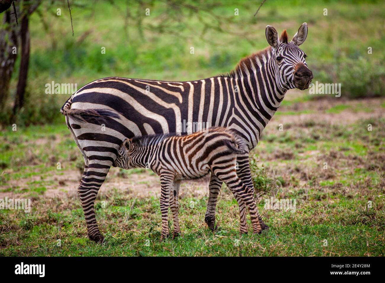 Pianure zebra (Equus) giovani infermieri femminili, Parco Nazionale Serengeti, Tanzania, Africa Foto Stock