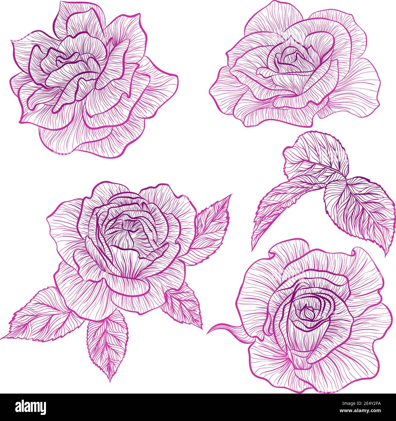 Illustrazione vettoriale in stile line art. Serie di fiori di rose isolati su sfondo bianco. Immagine botanica disegnata a mano Illustrazione Vettoriale